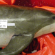Image for article titled Is someone on a dolphin-killing rampage?
